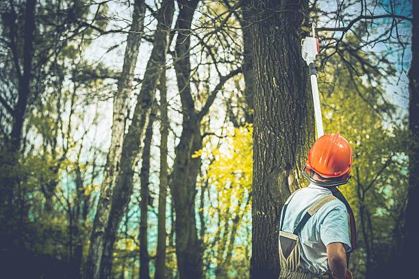 How Our Tree Care Process Works  in  South River, NM